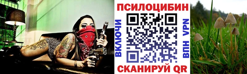 Галлюциногенные грибы Psilocybe  Зубцов 